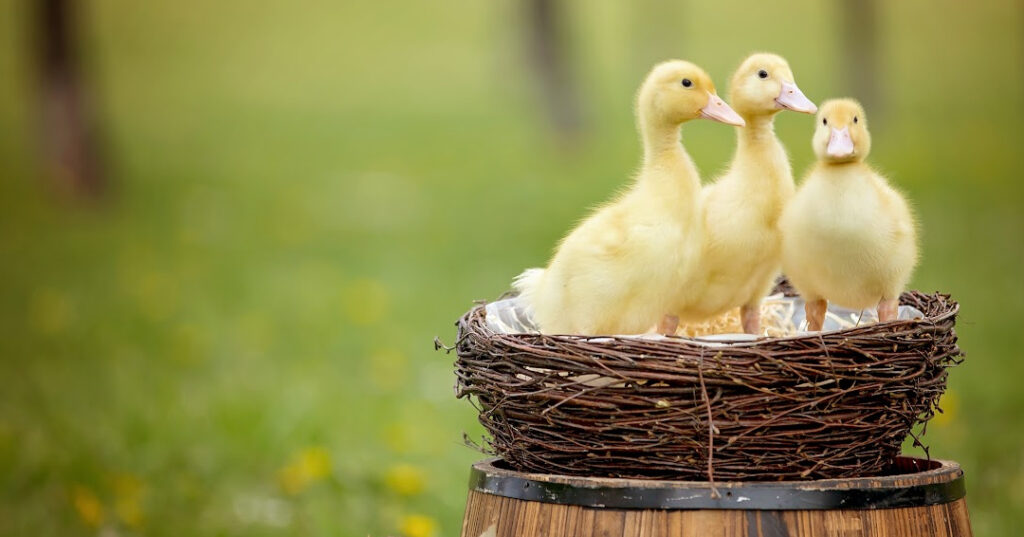 Eendjes in de lente