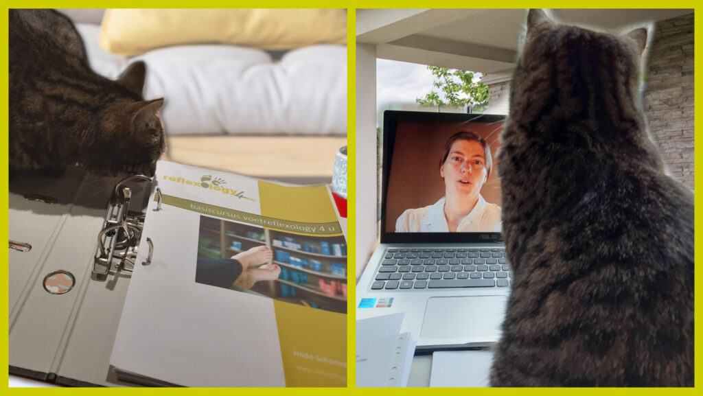 Ook de kat volgt mee - Sofie Vanderplancke